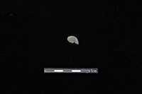 藏品(板岩片)的圖片